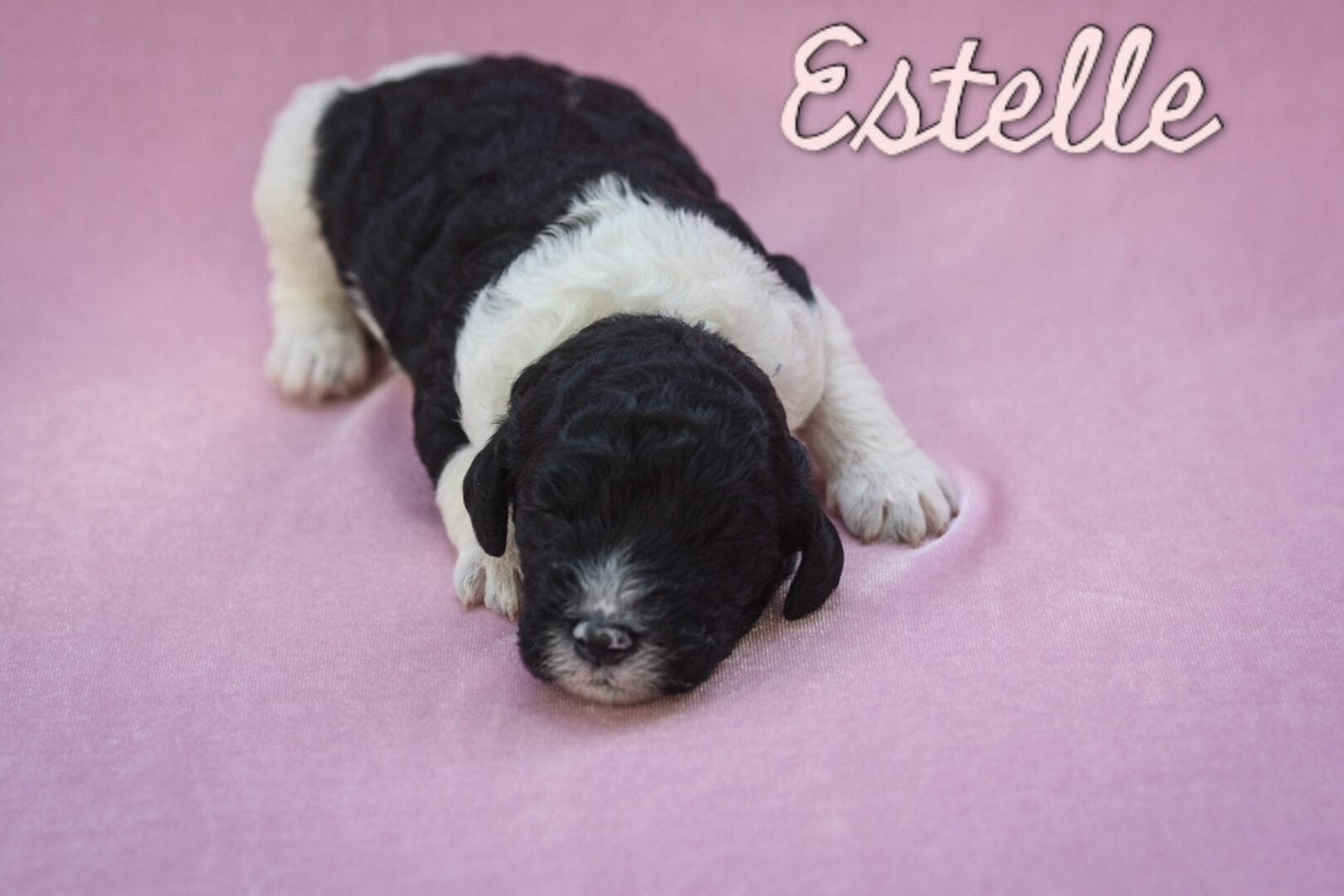 Estelle - Millie x Beau litter puppy