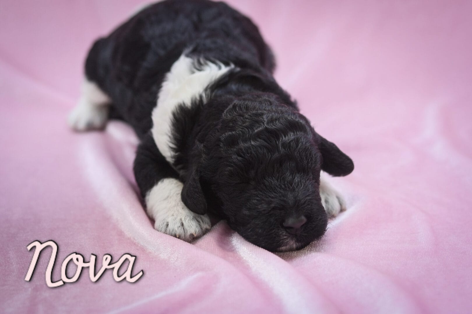 Nova - Millie x Beau litter puppy