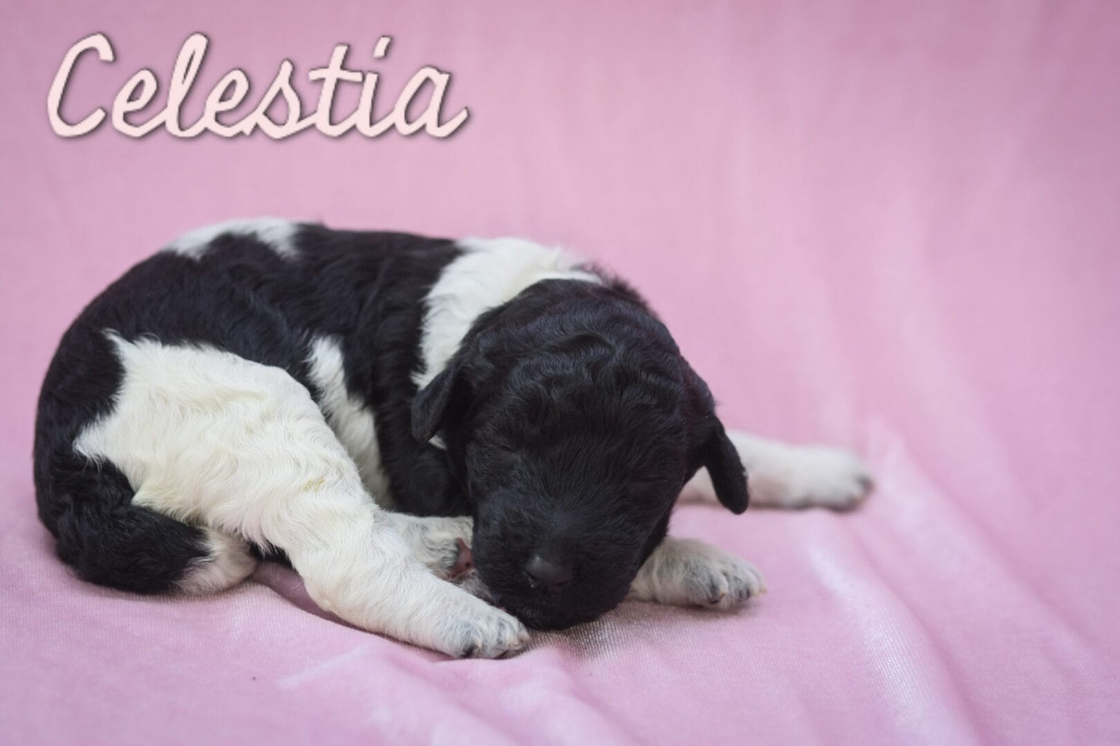 Celestia - Millie x Beau litter puppy