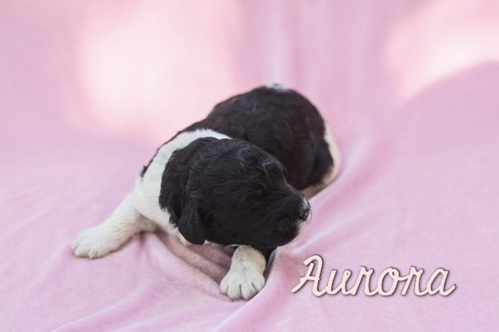Aurora - Millie x Beau litter puppy