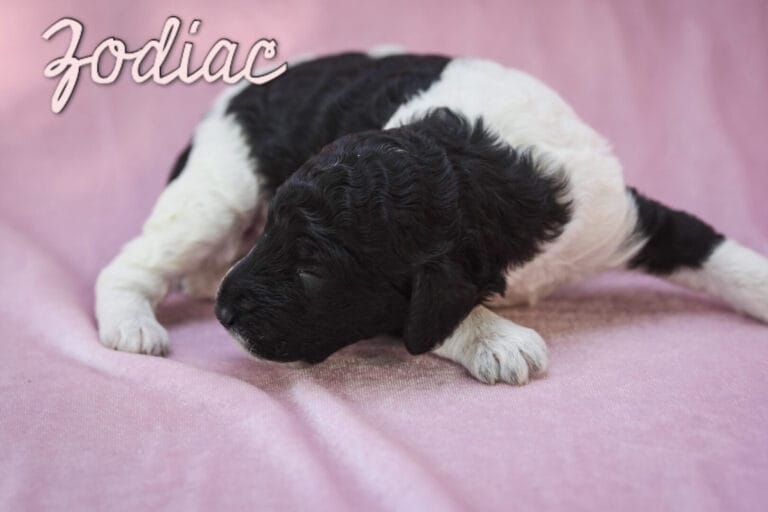 Zodiac - Millie x Beau litter puppy