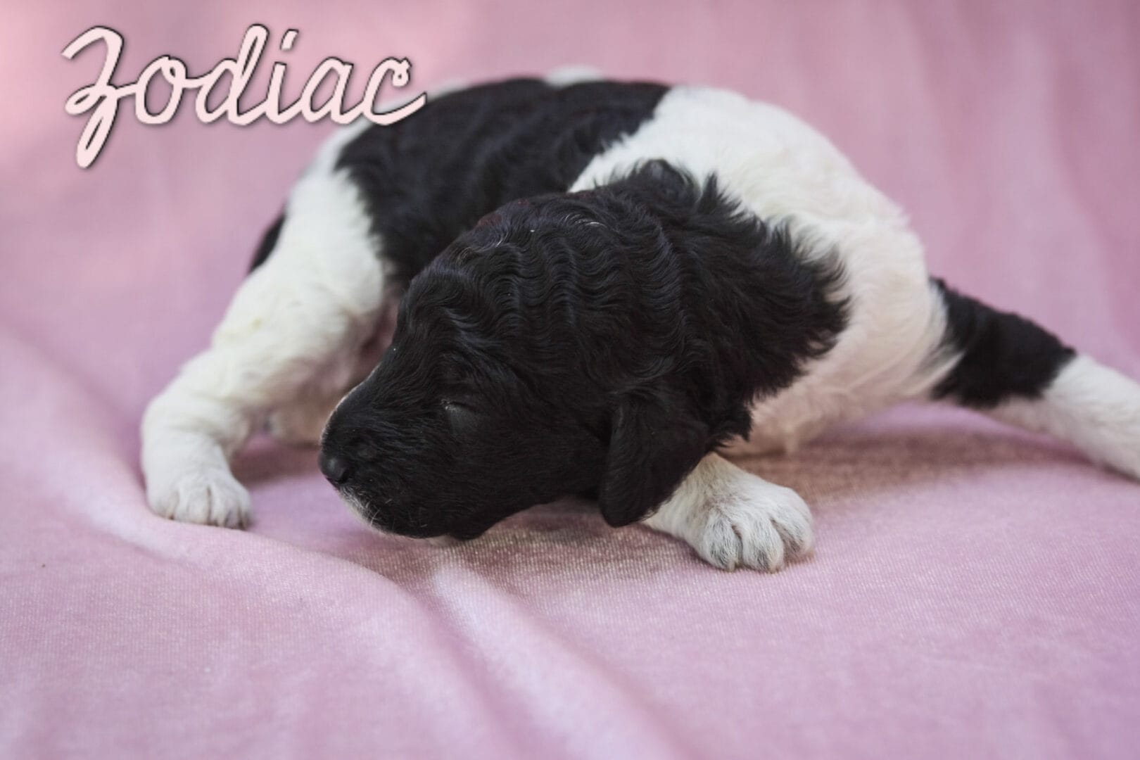 Zodiac - Millie x Beau litter puppy
