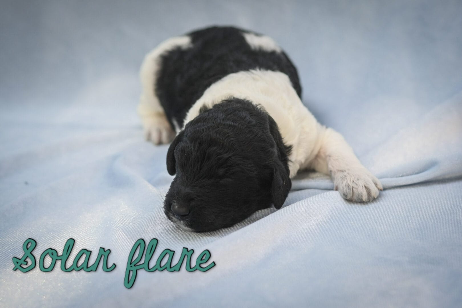 Solar Flare - Millie x Beau litter puppy
