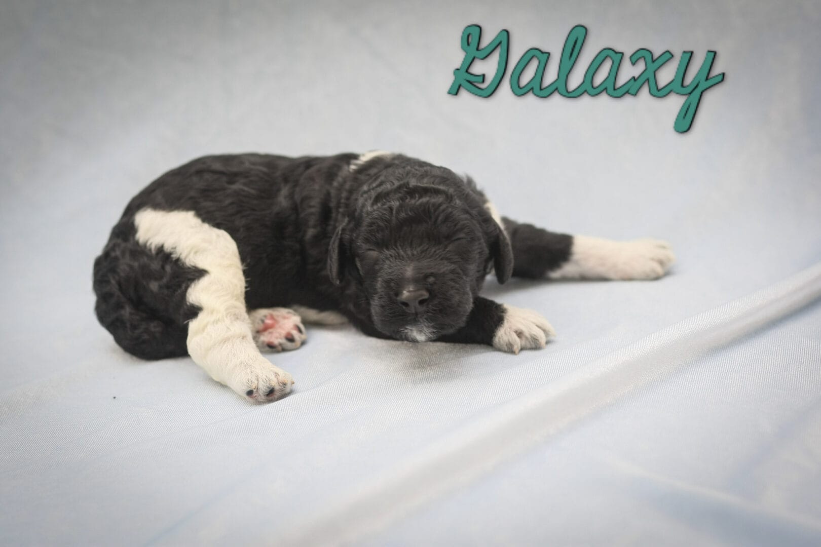 Galaxy - Millie x Beau litter puppy