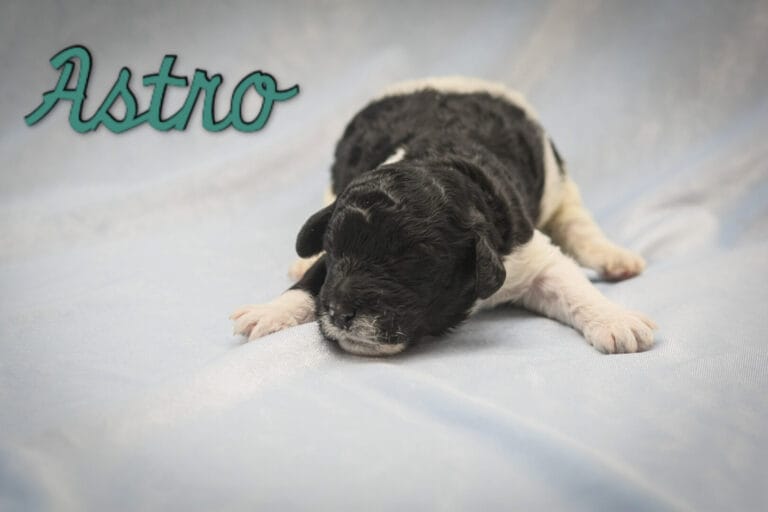 Astro - Millie x Beau litter puppy