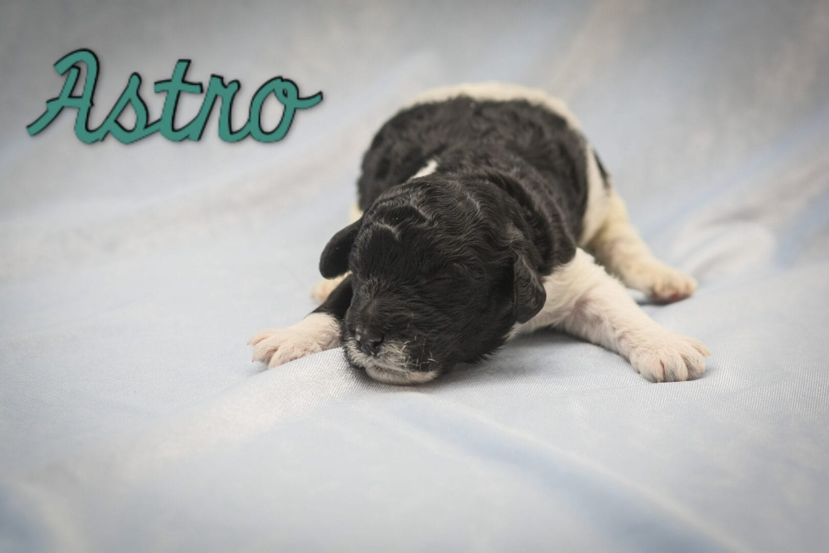 Astro - Millie x Beau litter puppy