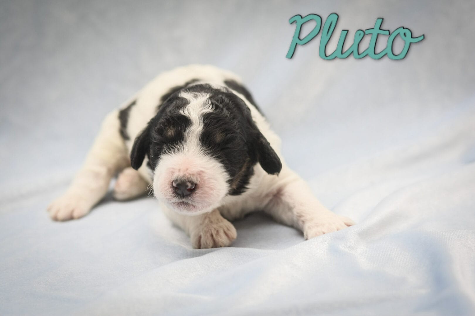 Pluto - Millie x Beau litter puppy